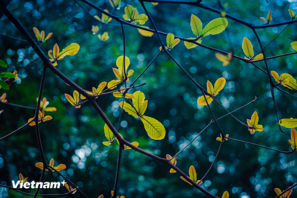 La temporada de cambio de color en Hanoi es un momento mágico en el que la ciudad parece estar "cambiando de atuendo". (Foto: Vietnam+)