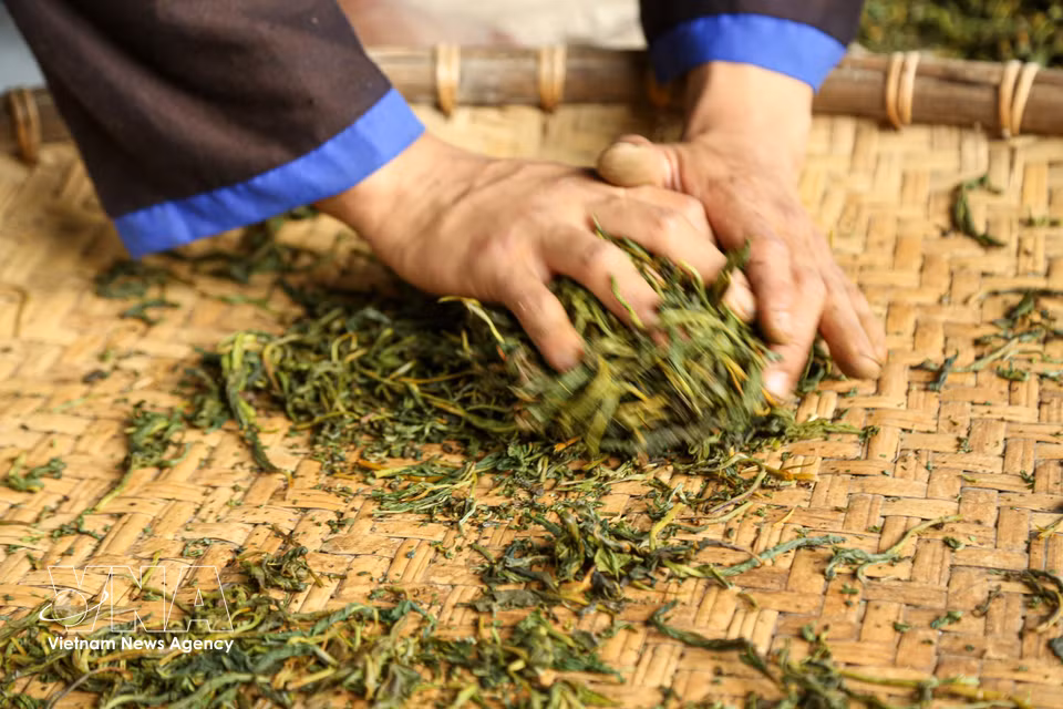 Tradicionalmente, antes de la llegada de la maquinaria, los habitantes locales procesaban el té de forma completamente manual mediante técnicas de enrollado que exigían gran destreza y experiencia. (Foto: VNA)