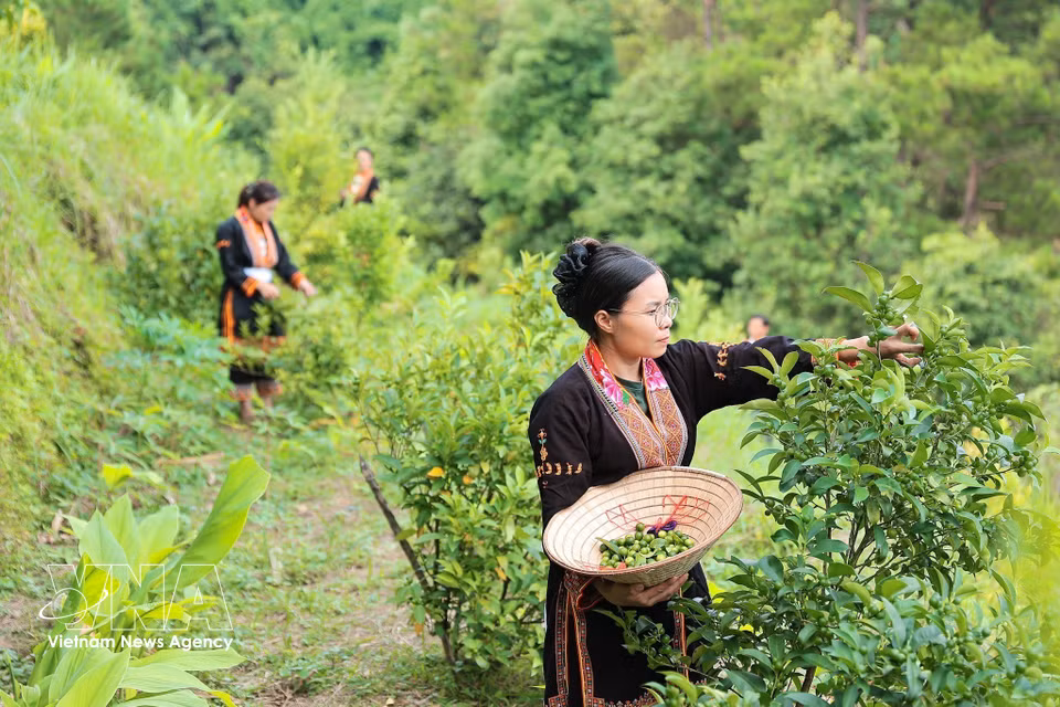 Integrantes de la Cooperativa Ecoagrícola de Mau Son cosechan limones silvestres y clasifican la fruta de mejor calidad para su procesamiento. (Foto: VNA)