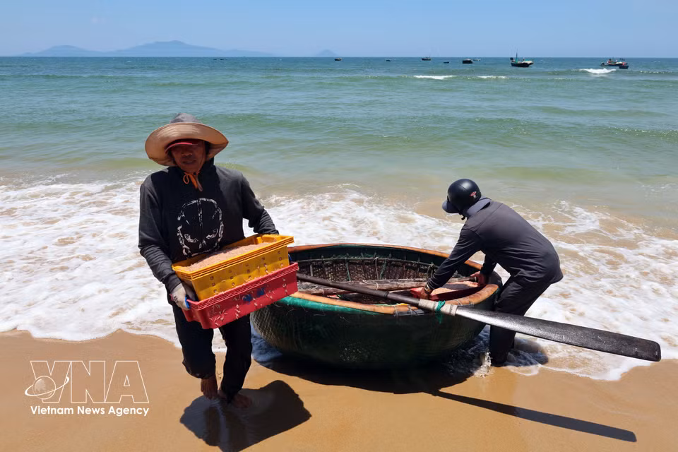 La vida cotidiana de los pescadores en la comuna de Duy Nghia, ciudad de Da Nang, reflejan la vitalidad y el arraigo de este oficio tradicional. (Foto: VNA)