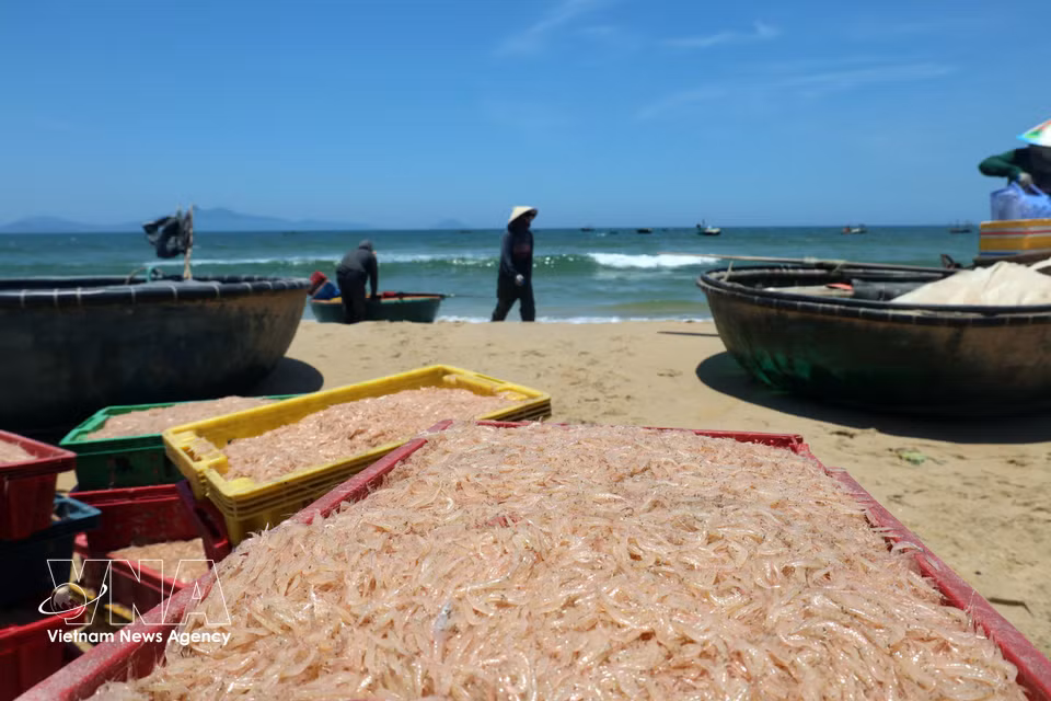 La vida cotidiana de los pescadores en la comuna de Duy Nghia, ciudad de Da Nang, reflejan la vitalidad y el arraigo de este oficio tradicional. (Foto: VNA)