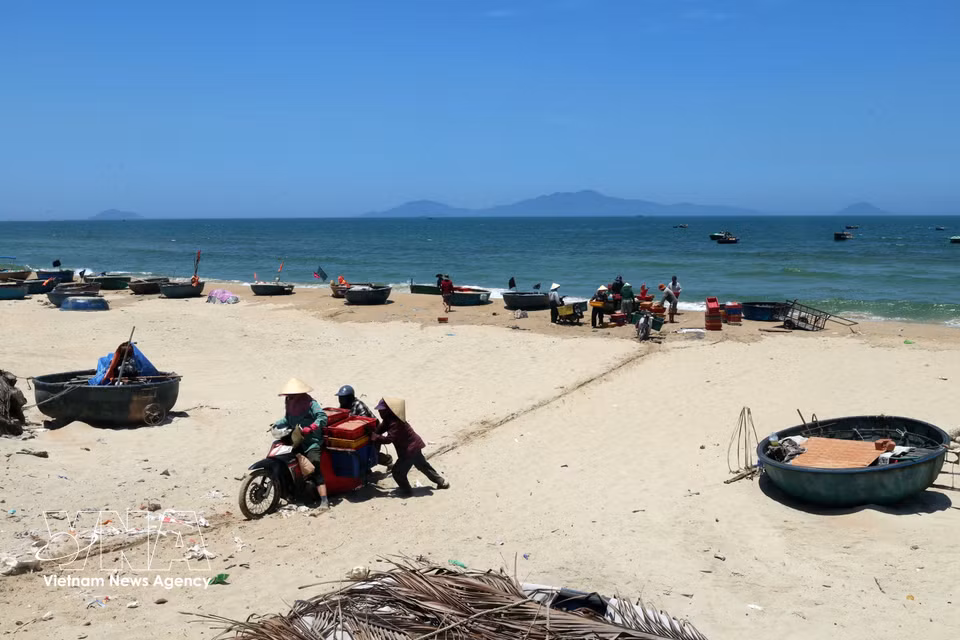 Transporte de marisco a tierra en la zona costera de la comuna de Duy Nghia, ciudad de Da Nang. (Foto: VNA)