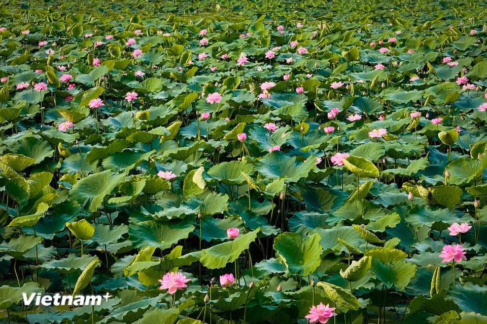 El loto del Lago Oeste es uno de los símbolos más emblemáticos del verano en Hanoi. (Foto: VietnamPlus)