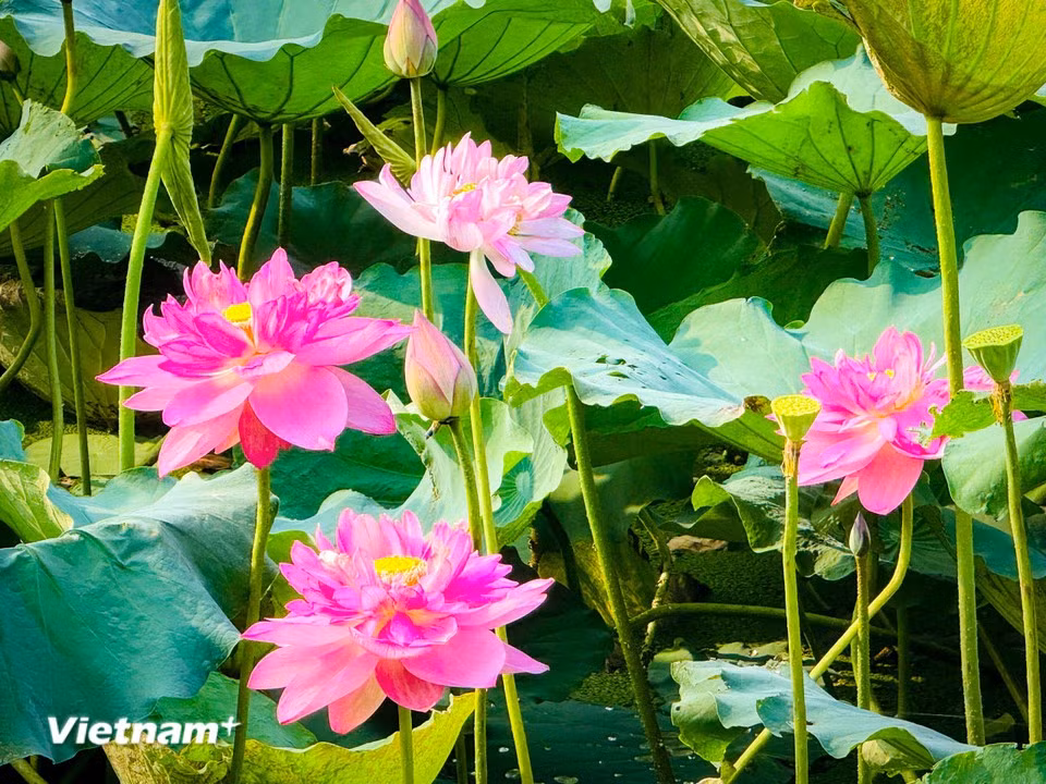 Más allá de su belleza, las flores de loto del Lago Oeste son apreciadas por la atmósfera de tranquilidad y paz que evocan. (Foto: VietnamPlus)