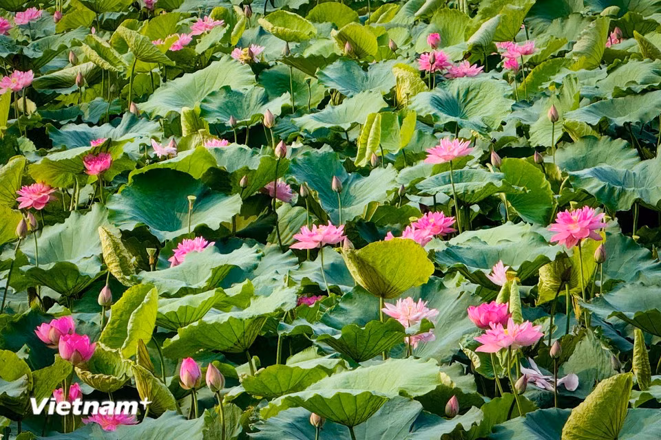 En plena floración, los pétalos abiertos revelan toda la delicadeza y elegancia de la flor. (Foto: VietnamPlus)
