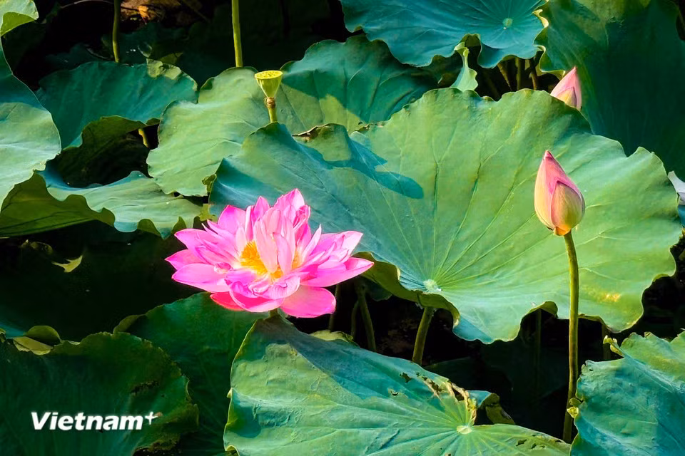 Los tonos blancos y rosados de los lotos contrastan con el verde esmeralda del agua, creando un paisaje de gran belleza natural. (Foto: VietnamPlus)