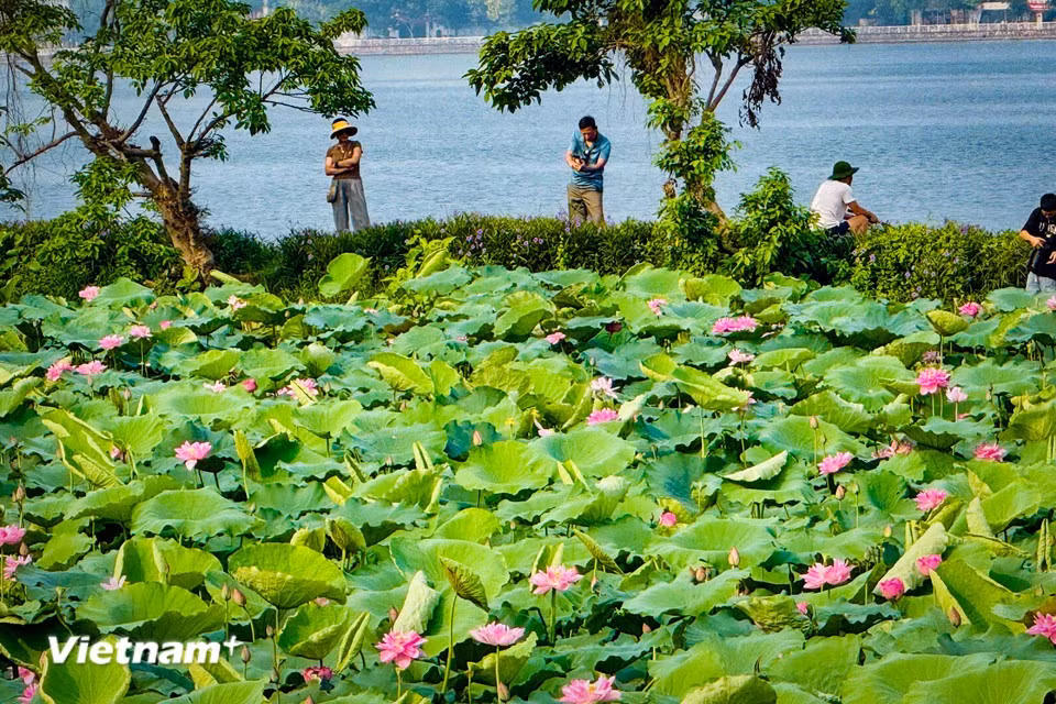 La temporada de lotos en Hanoi suele extenderse desde finales de mayo hasta septiembre. (Foto: VietnamPlus)