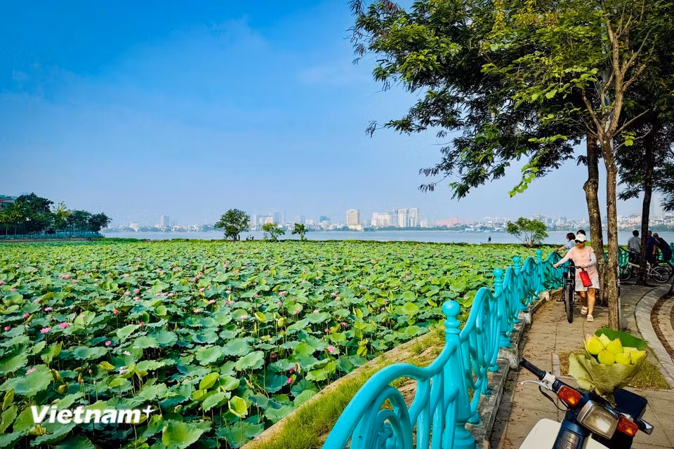 El aroma de las flores de loto al inicio del verano es dulce, ligero y transmite una sensación de frescura y pureza. (Foto: VietnamPlus)