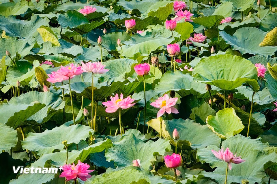 Junio marca el punto culminante de la floración, cuando las flores alcanzan su máximo esplendor. (Foto: VietnamPlus)