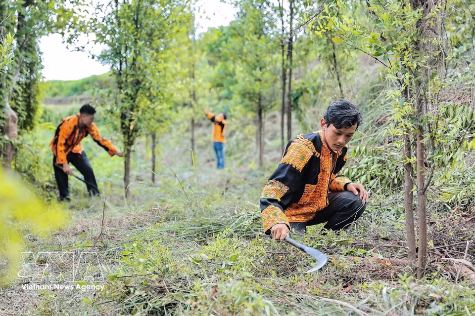 Integrantes de la Cooperativa Ecoagrícola de Mau Son cuidan los limoneros silvestres para garantizar su óptimo desarrollo. (Foto: VNA)