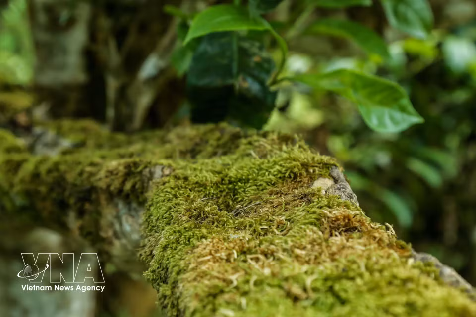 En los antiguos bosques de té, los troncos cubiertos por una capa de musgo verde evidencian la antigüedad de estas plantas, que crecen en un entorno húmedo y fresco durante todo el año. (Foto: VNA)
