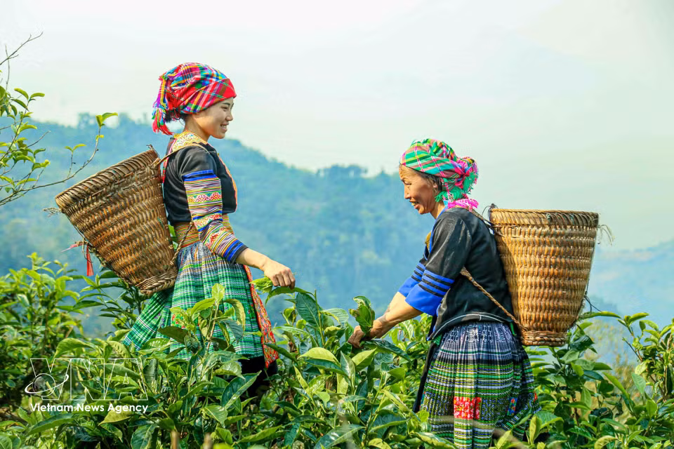Mujeres de la etnia Mong se dirigen a las colinas para cosechar el té Shan Tuyet, comenzando así una jornada de trabajo habitual entre los antiguos bosques de té. (Foto: VNA)