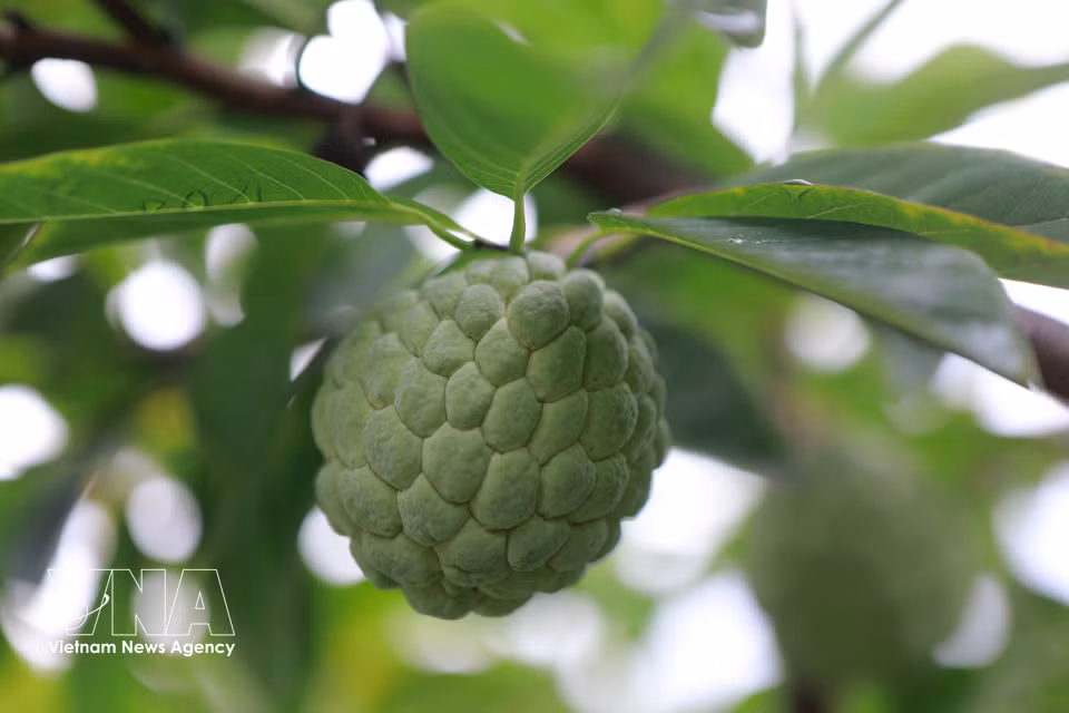 Las condiciones óptimas de suelo y clima favorecen el crecimiento de los anones de Tam Dao y garantizan cosechas estables. (Foto: VNA)