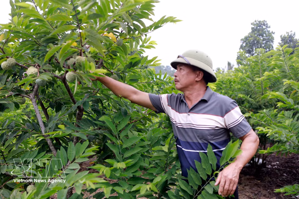 Tran Van Binh, de la aldea de Ngoc Thu, comuna de Dai Dinh, provincia de Phu Tho, cuida su huerto de anones. (Foto: VNA)