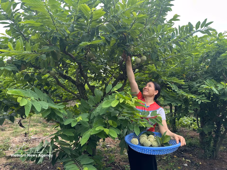 Luong Thi Phuong, de la aldea de Dong But, comuna de Dai Dinh, provincia de Phu Tho, cosecha anones. (Foto: VNA)
