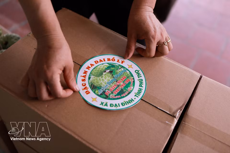 Los anones de Bo Ly cuentan con protección mediante una marca colectiva, códigos de producto y códigos de barras, y están reconocidos como producto OCOP (Una Comuna, Un Producto) de tres estrellas. (Foto: VNA)