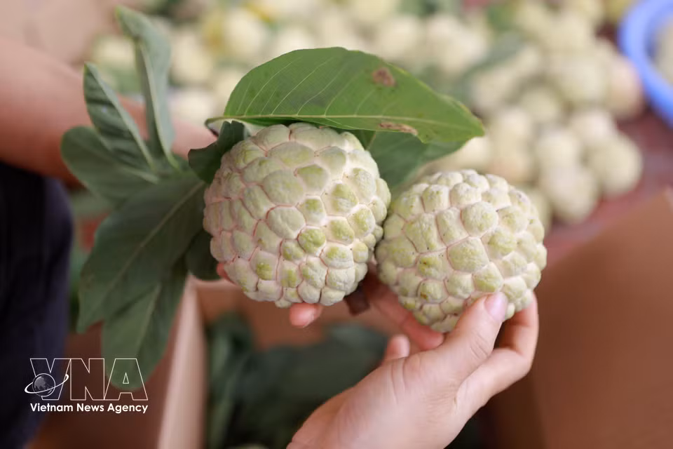 Los anones de Bo Ly se distinguen por su piel fina, abundante pulpa, pocas semillas, sabor delicadamente dulce, intenso aroma y textura firme. (Foto: VNA)