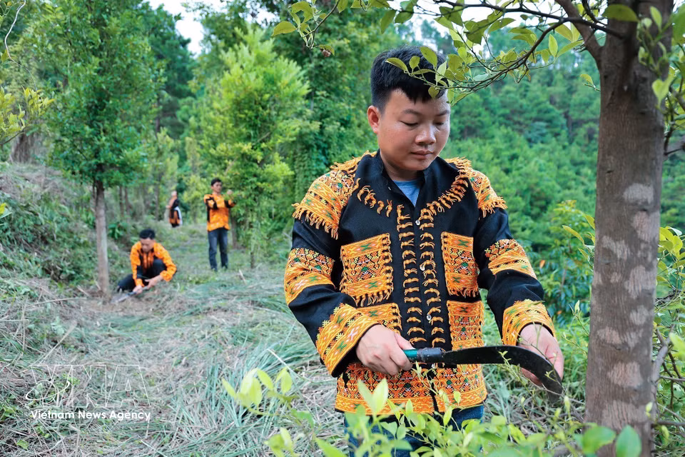 Hoang Phuc Thang revisa el estado de los limoneros silvestres para asegurar un crecimiento saludable. (Foto: VNA)