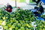 Las exportaciones de frutas y verduras en los primeros seis meses de 2025 disminuyen en comparación con 2024. (Foto: Vietnam+)