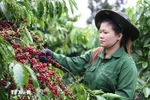 Las exportaciones de café de Vietnam alcanzaron 1,72 mil millones de dólares en el primer bimestre. (Foto> VNA)