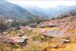 Las colinas de Mu Cang Chai brillan con flores de durazno