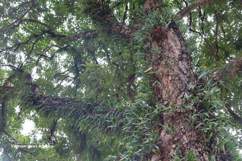 Cada tronco de árbol centenario es un "bosque vertical", donde musgos, líquenes, orquídeas silvestres y helechos crecen a lo largo de numerosas temporadas de lluvias en las tierras altas, convirtiéndose en parte de la identidad urbana de Buon Ma Thuot. Foto: VNA