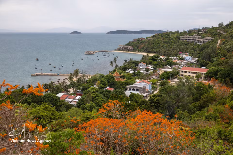 Las flores de intenso tono rojo anaranjado del árbol de paulownia realzan la apacible belleza de la playa de Lang, a orillas de la bahía. (Foto: VNA)