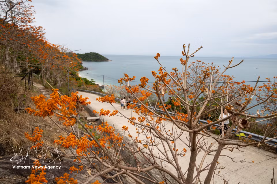 El rojo anaranjado de las flores contrasta con el paisaje montañoso y marítimo de Cu Lao Cham. (Foto: VNA)