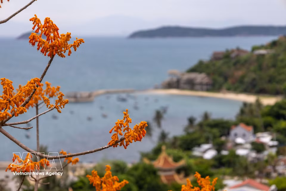 Bajo el sol del verano, las flores del ngo dong resplandecen con un intenso tono rojo anaranjado. (Foto: VNA)