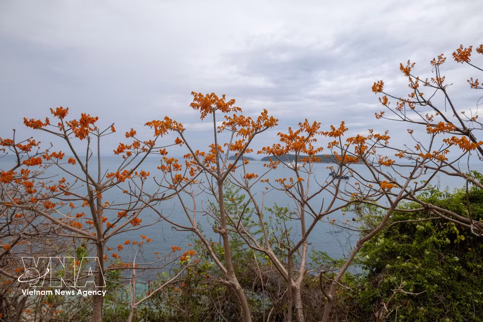 Las copas de los árboles destacan entre el verde intenso de las montañas, los bosques y el mar que rodean Cu Lao Cham. (Foto: VNA)
