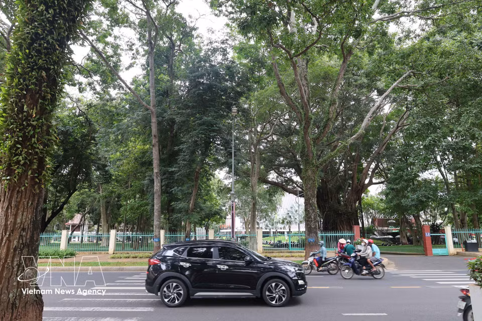 Los árboles centenarios forman auténticos "bosques en la ciudad" que se integran con obras arquitectónicas inspiradas en las casas sobre pilotes y las viviendas largas tradicionales de la Altiplanicie Occidental, creando la singular identidad de Buon Ma Thuot. Foto: VNA