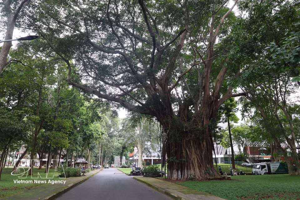 Un árbol de baniano centenario en el recinto del Museo de Dak Lak. Foto: VNA