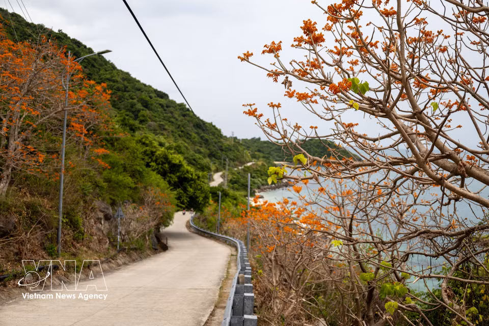 La floración del ngo dong se extiende a lo largo del camino que conduce a Bai Xep, creando uno de los paisajes más característicos de Cu Lao Cham durante el verano. (Foto: VNA)
