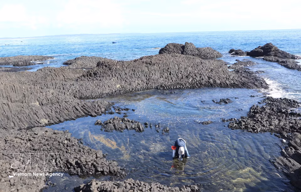 Los visitantes pueden experimentar la recolección de caracoles caminando por las aguas en la zona de Hon Nhan. (Fuente: VNA)