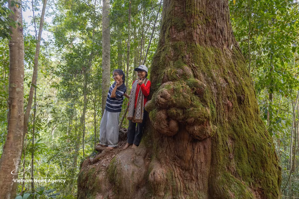Turistas disfrutan del entorno verde del bosque milenario de Po Mu en la comuna de Hung Son, un atractivo para impulsar el ecoturismo vinculado a la protección forestal. Foto: VNA