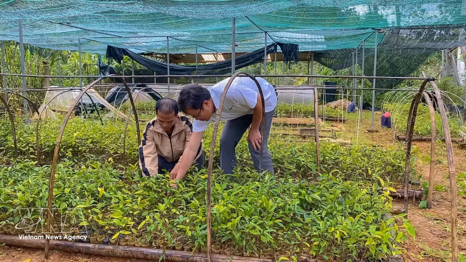 Miembros del Grupo de Cooperación de Plantas Medicinales Anh Duong, en la comuna de Tay Giang, cuidan plantones de especies medicinales para garantizar un suministro de semillas y plantas de calidad que permita ampliar las áreas de cultivo. Foto: VNA