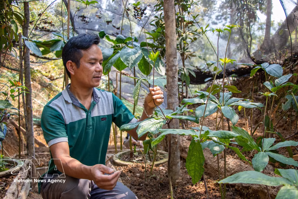 Modelo de cultivo de la planta medicinal “Bay la mot hoa” bajo el dosel forestal, desarrollado por la Cooperativa de Plantas Medicinales y Turismo Loc Troi, en la comuna de Tay Giang, que abre nuevas perspectivas para el desarrollo de la economía basada en las plantas medicinales. Foto: VNA