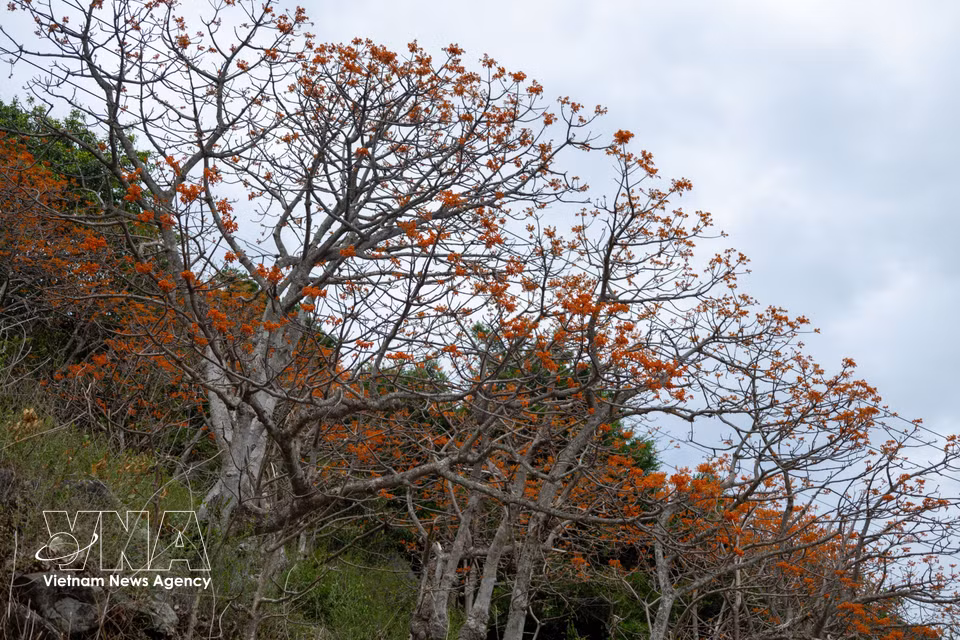 El ngo dong comienza a florecer en abril, alcanza su máximo esplendor entre julio y agosto, y la temporada floral concluye hacia septiembre. (Foto: VNA)