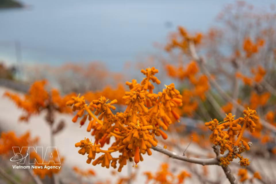 Las flores del ngo dong lucen todo su esplendor en la isla de Cu Lao Cham. (Foto: VNA)