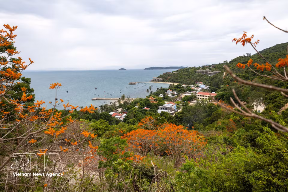 Las flores de intenso tono rojo anaranjado del árbol de paulownia realzan la apacible belleza de la playa de Lang, a orillas de la bahía. (Foto: VNA)