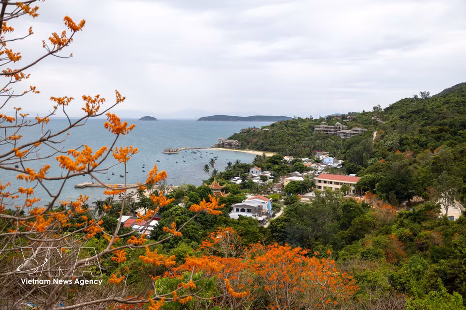 Las flores de intenso tono rojo anaranjado del árbol de paulownia realzan la apacible belleza de la playa de Lang, a orillas de la bahía. (Foto: VNA)