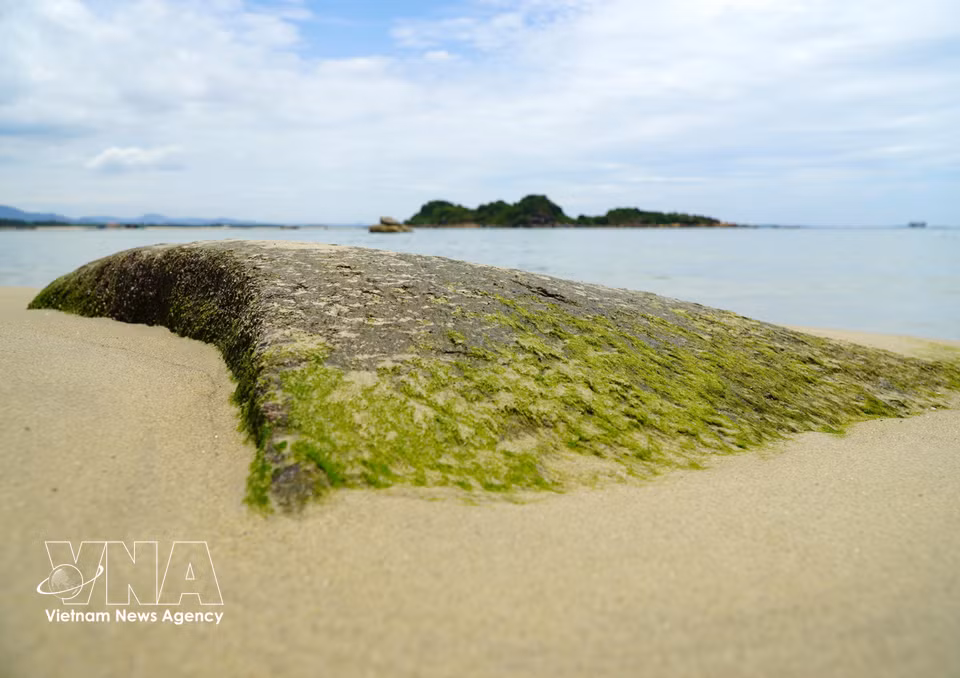 Rocas cubiertas de musgo verde junto a la orilla de la playa de Son Tra (Quang Ngai). (Foto: VNA)