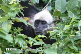El Langur de Cat Ba (Trachypithecus poliocephalus) es una especie de primate muy rara que solo habita en los bosques húmedos tropicales de la isla de Cat Ba. (Foto: VNA)