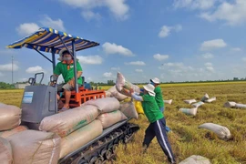 Arroz verde y de baja emisión: La travesía hacia la ecologización del sector arrocero de Vietnam