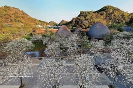 En el recinto del restaurante Suoi Hen Vuon Dao, las flores de ban muestran una blancura inmaculada, creando un escenario romántico y poético. Foto: VNA