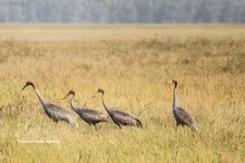 Vietnam restaura hábitat natural para conservar el grulla de cabeza roja. (Foto: VNA)