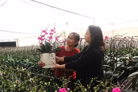 Vietnam se encuentra en plena celebración por el final de 2025 (Foto: VNA)