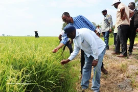El ministro de Agricultura de Zambia, Reuben Mtolo Phiri (primero a la izquierda), conoce la variedad de arroz OM19 cultivada en la cooperativa Tien Thuan en la comuna de Thanh Quoi, ciudad de Can Tho. (Foto: VNA)