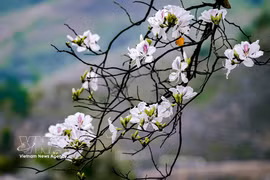 La belleza pura y delicada de la flor de ban. Foto: VNA