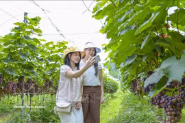 Turistas junto a los viñedos cargados de frutos en la comuna de Muong Phan, Dien Bien. (Foto: VNA)